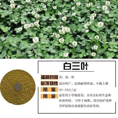 白三叶草种子红三叶草种子三叶草净籽草坪种牧草绿化果园绿肥种籽