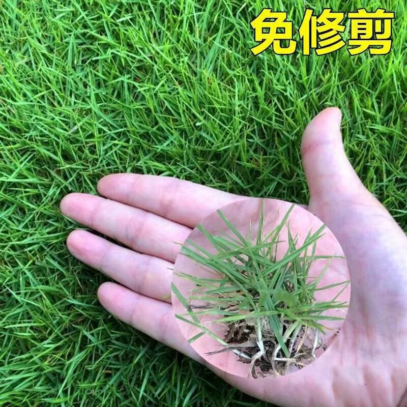 草坪种子矮脚四季常青庭院