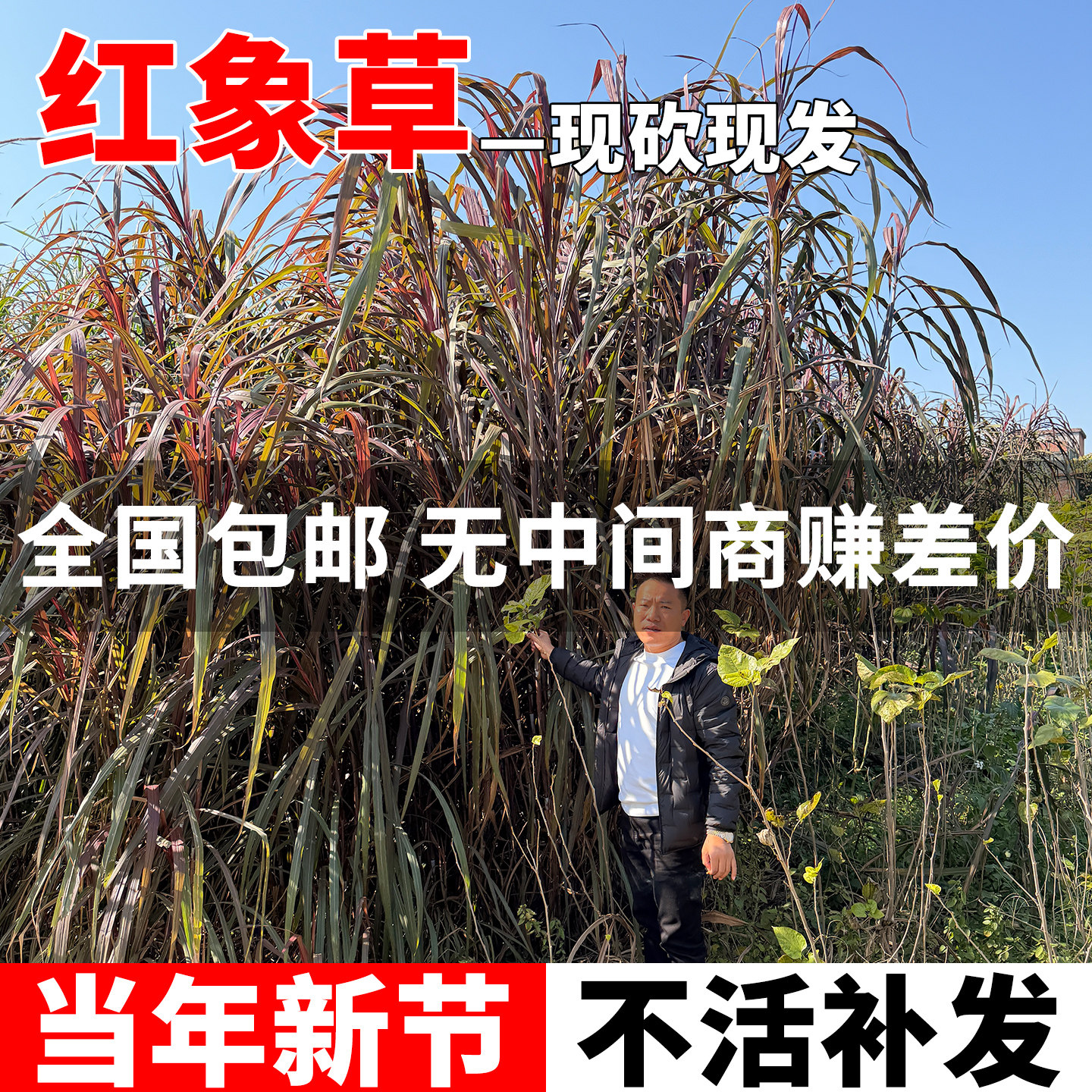 紫色红象草种节皇竹草红色无毛甜象草种子多年生四季耐寒牛羊牧草