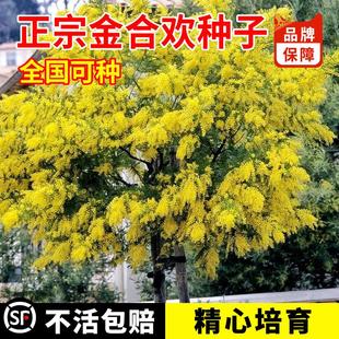 金合欢种子马缨花绒花树种籽银荆圣诞种子澳洲白色多刺绿篱金合欢