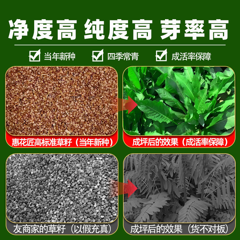 鲁梅克斯种子高产多年生牧草种籽高蛋白畜牧养殖多茬收割耐寒草籽