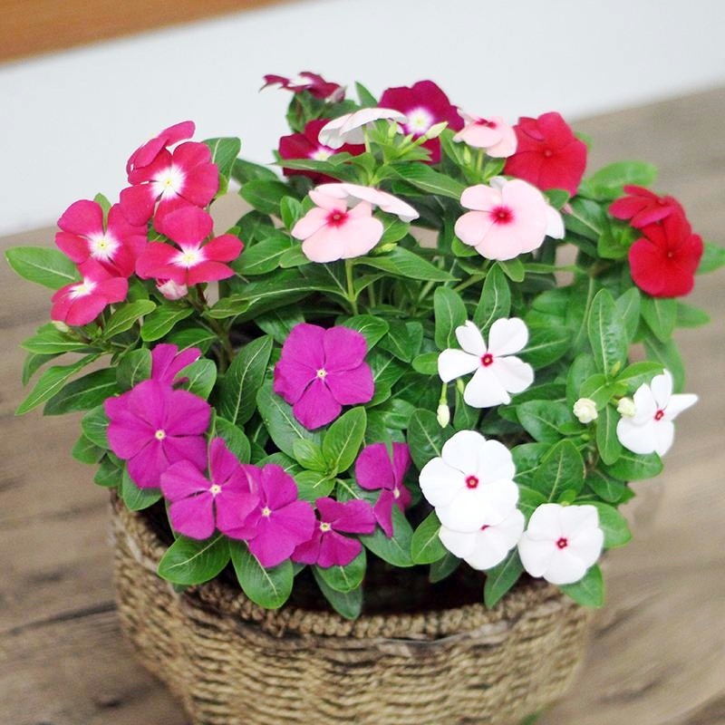 长春花种子日日春四季开花耐热耐旱易种活室内阳台盆栽庭院花种籽