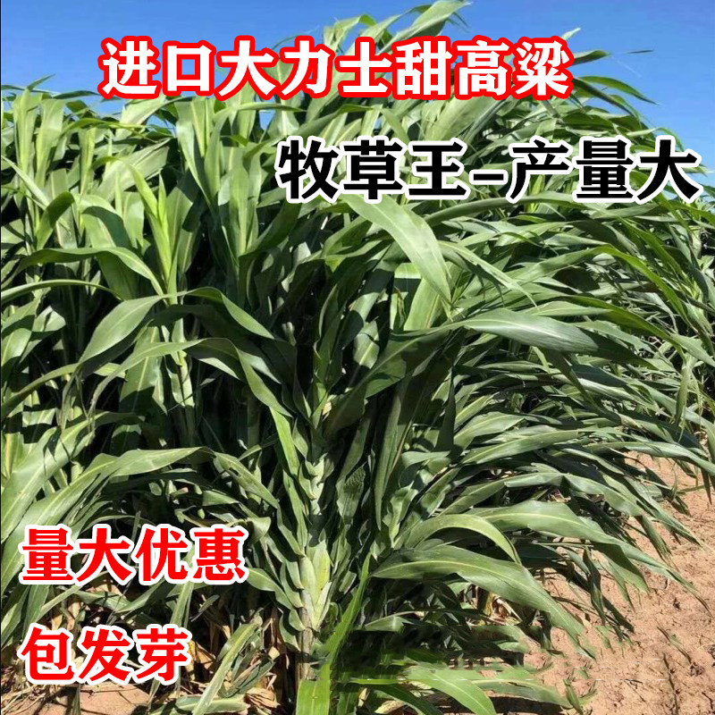 甜高粱种籽喂羊的饲料草畜牧多年生牧草种子饲用大力士甜高粱种子