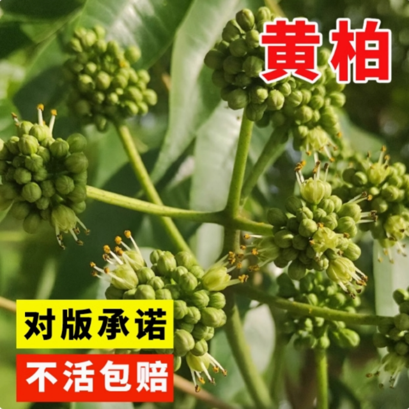 【当年新种】正宗药材厚黄柏种子川黄柏剥皮黄柏黄柏苗黄柏树川柏