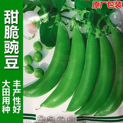 甜豌豆种子高产蔬菜四季青尖
