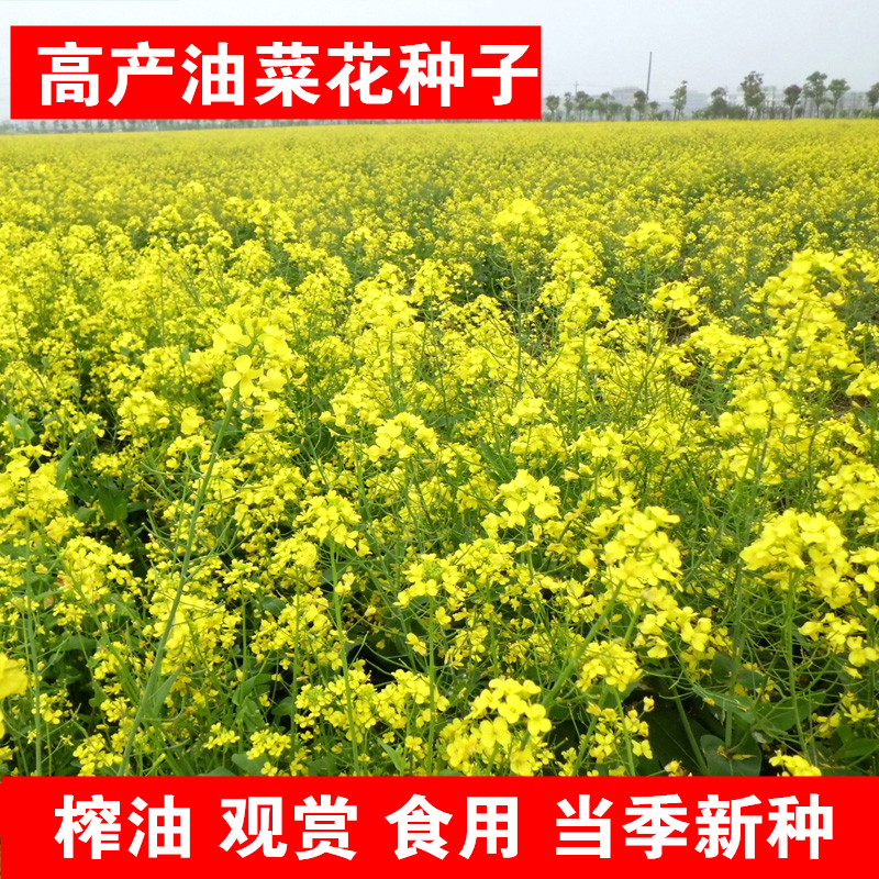 老品种高产油菜籽子观赏花榨
