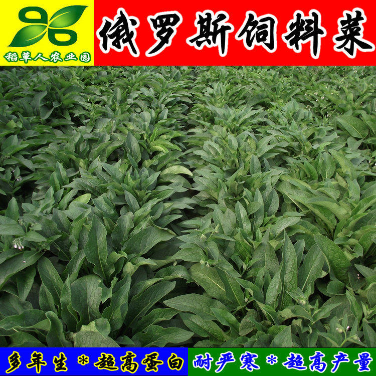 俄罗斯饲料菜种根四季青