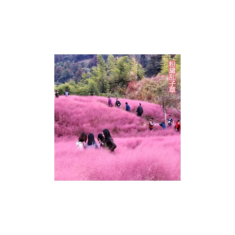 粉黛乱子草种子多年生毛芒乱子草花海四季易活耐寒庭院网红草籽子