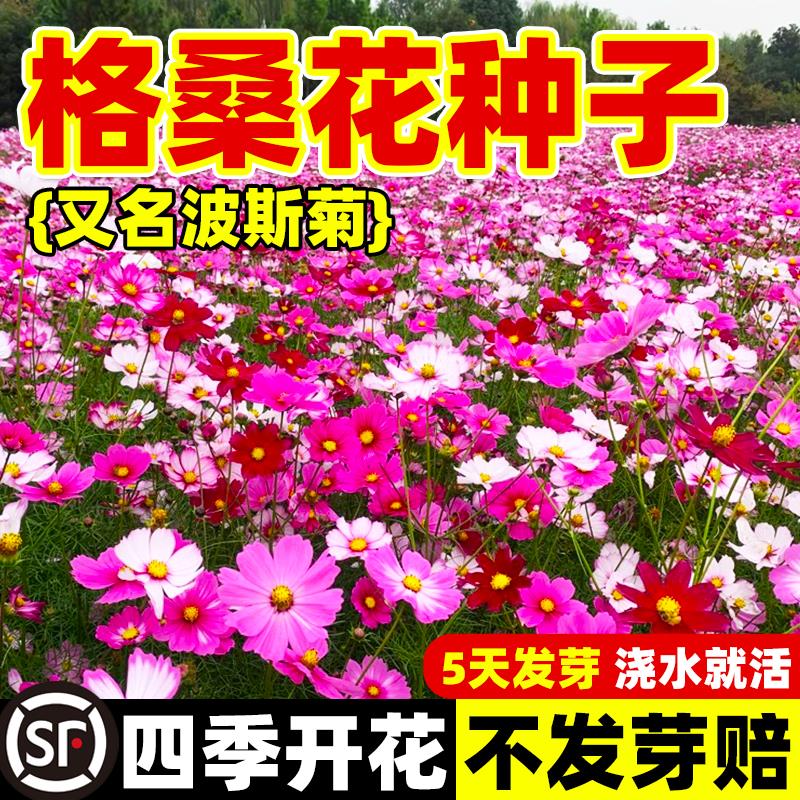 波斯菊花种子格桑籽四季播