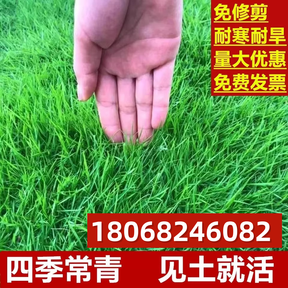 草坪草籽四季常青护坡狗牙根马尼拉种子庭院绿化高羊茅黑麦草皮孑