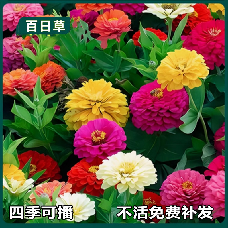 百日草四季开花七彩重瓣耐