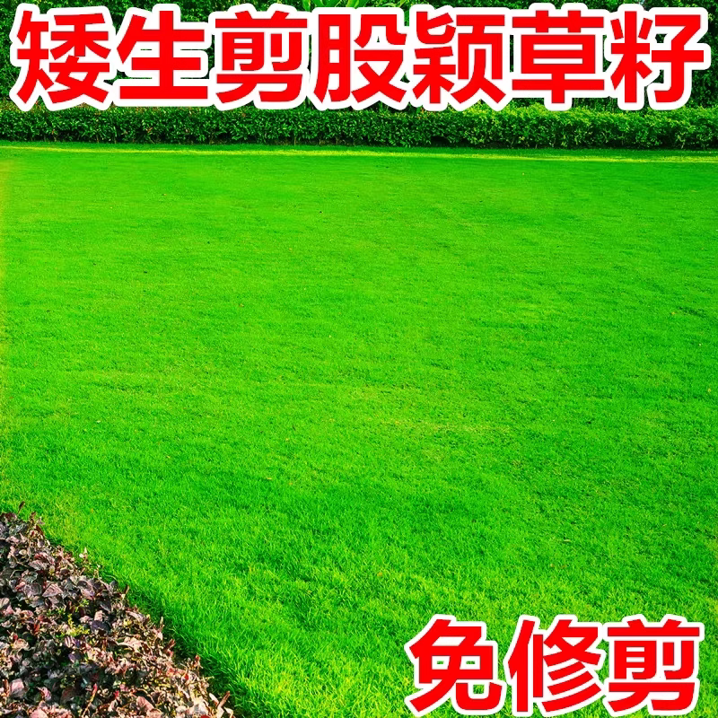 匍匐剪股颖草籽免修剪矮生耐寒四季常青南北方庭院别墅绿化草种子