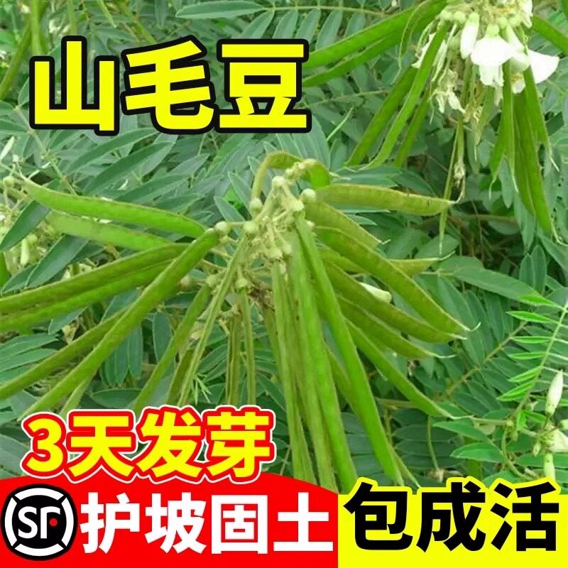 山毛豆种子护坡灌木草籽固土荒山造林白灰毛豆短萼灰叶道路草种孑