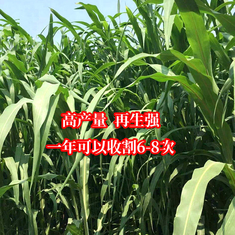 杂交高丹王草种子苏丹草草籽四季高产进口喂猪牛羊鱼兔草牧草种子