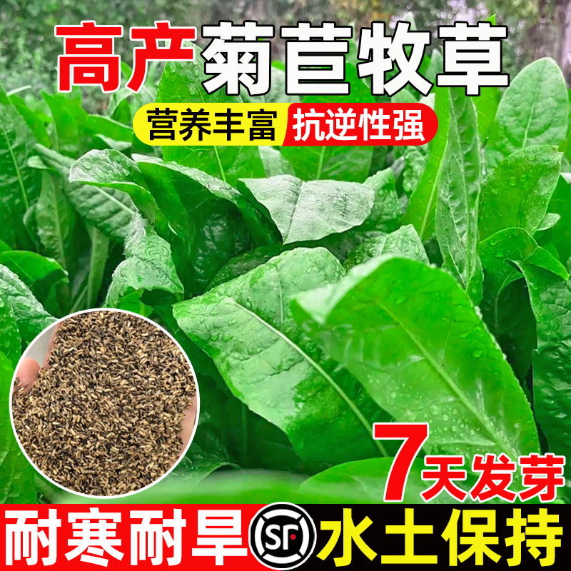 菊苣种籽大叶多年生喂猪菜种子牛羊鱼鸡鸭鹅爱吃的牧草种子兔子草