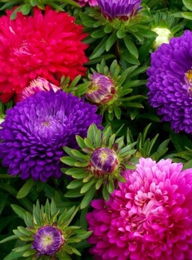 翠菊种子大花好养的花种籽庭院花籽易活花种籽四季开花室外花种