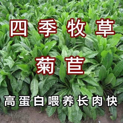 菊苣喂养鸡鸭鹅牧草兔子