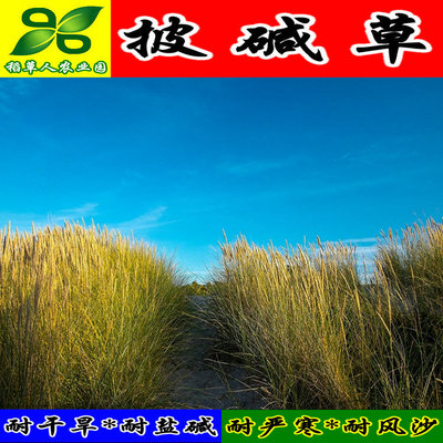 披碱草种子茅抗风沙耐旱