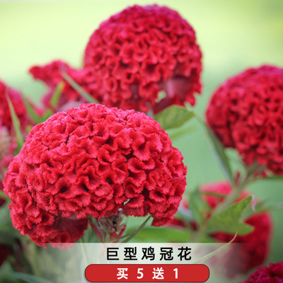 巨型鸡冠花种子大球公霸头