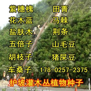紫穗槐种子棉刺槐树绿化斜山边坡高速护坡固土植物杂灌木草籽