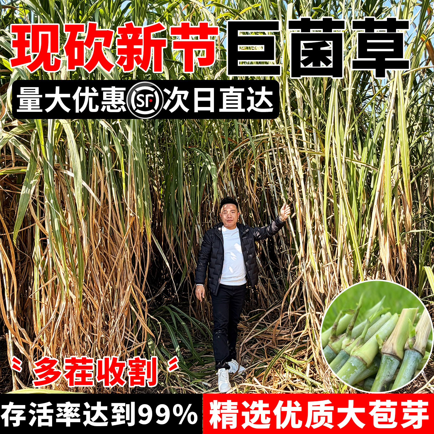 巨菌草种芽苗节茎杆子 猪牛羊鸡鸭鹅兔鱼竹鼠青黄贮牧草种籽包邮