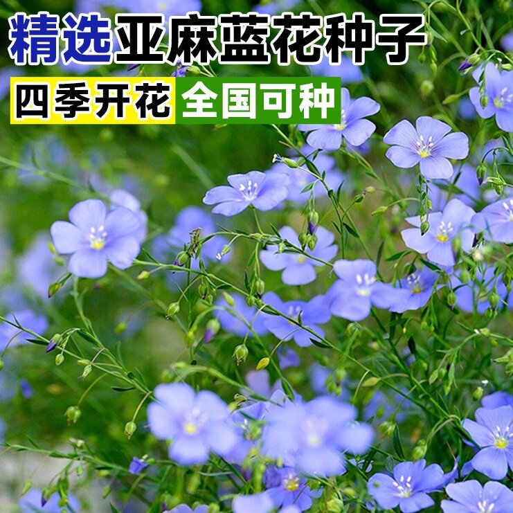 宿根蓝花亚麻花种子孑太阳花种籽野花组合多年生多季开花开不断播