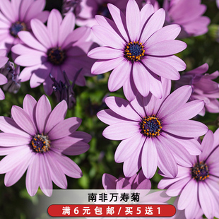 南非万寿菊种子60粒非洲雏菊大芙蓉花籽室内外阳台盆栽春秋季 播种
