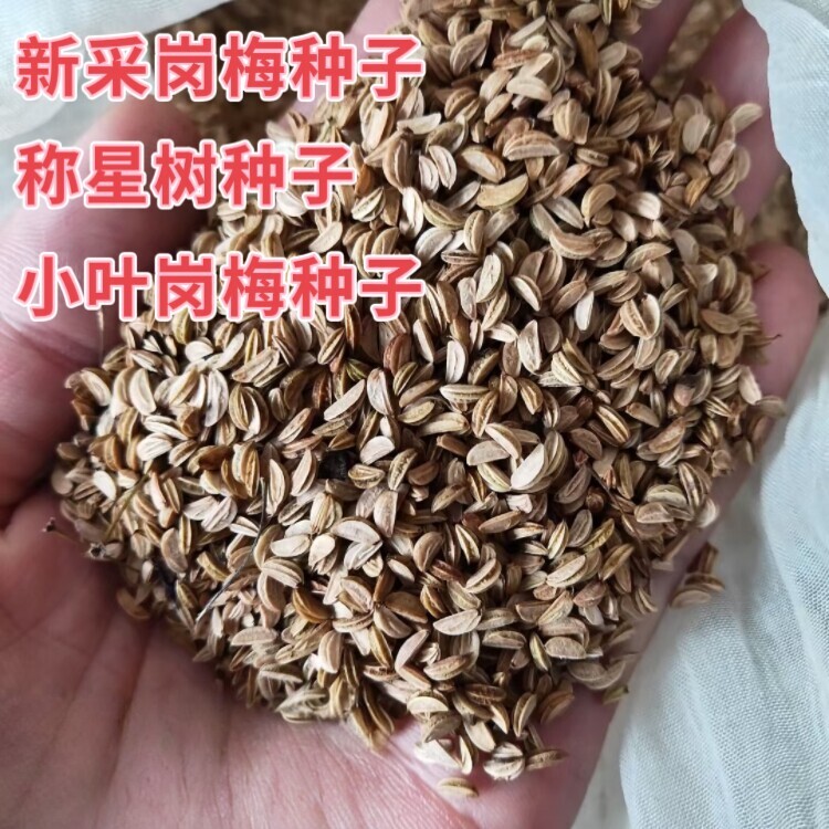 新采岗梅种子称星树种子岗梅树