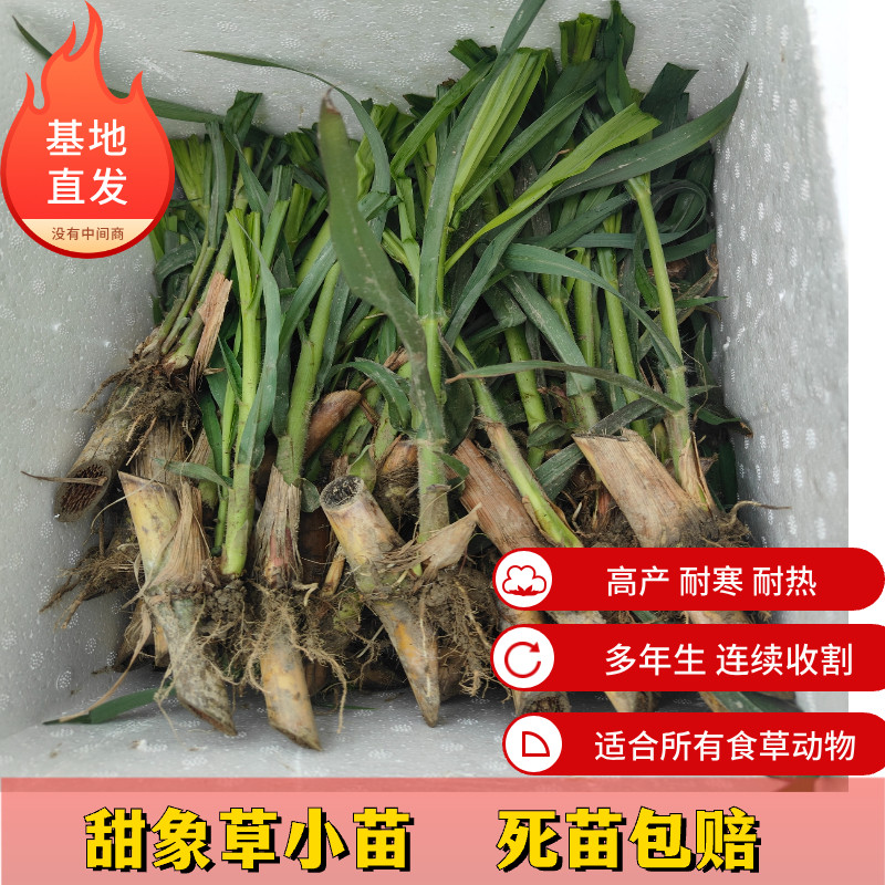 甜象草3号种苗巨菌皇竹红