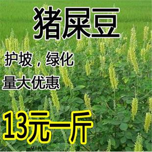 猪屎豆种子 太阳麻种子 椭圆叶猪屎豆 三圆叶猪屎豆种子护坡种子