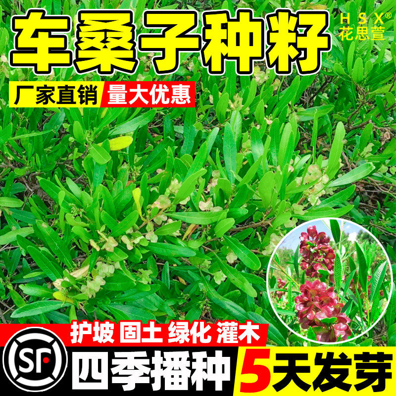 车桑子种子高速公路边坡防护护坡园林绿化草籽固沙护坡种子灌木草