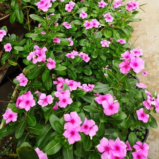 长春花花种籽子四季播种开花五叶梅四季梅天天开花日日春庭院花籽