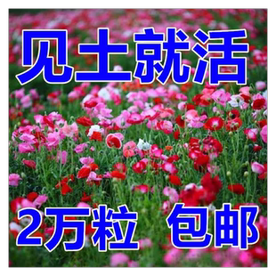 虞美人花种混色冰岛虞美人种子阳台庭院花种籽子四季播种见土就活