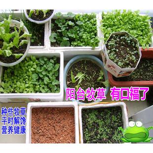 提摩西苜蓿黑麦草红薯地瓜叶车前蒲公英小玉米甜象皇竹草种苗种子