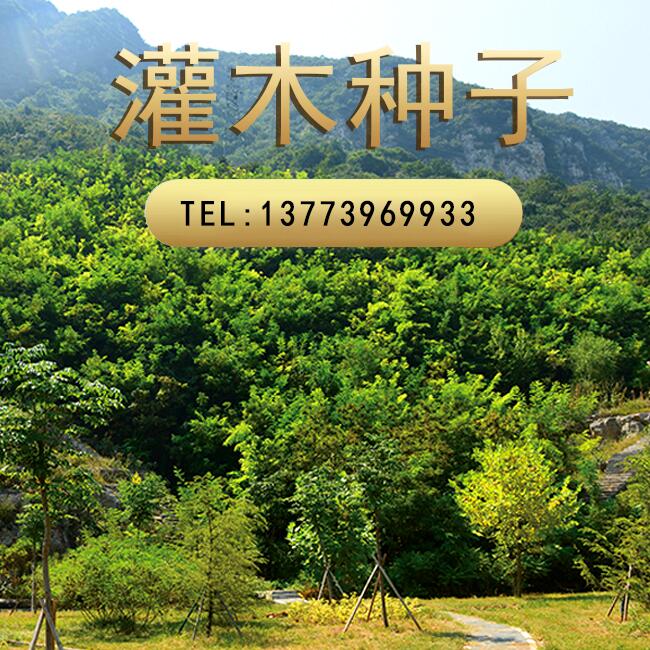 护坡灌木种子紫穗槐刺槐银合欢木豆多花木兰多年生绿化固土草种籽