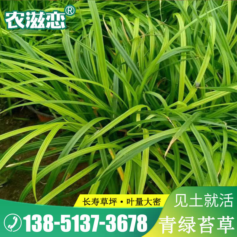 苔草种子青绿薹莎科多年生