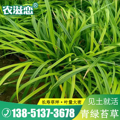 苔草种子青绿薹莎科多年生