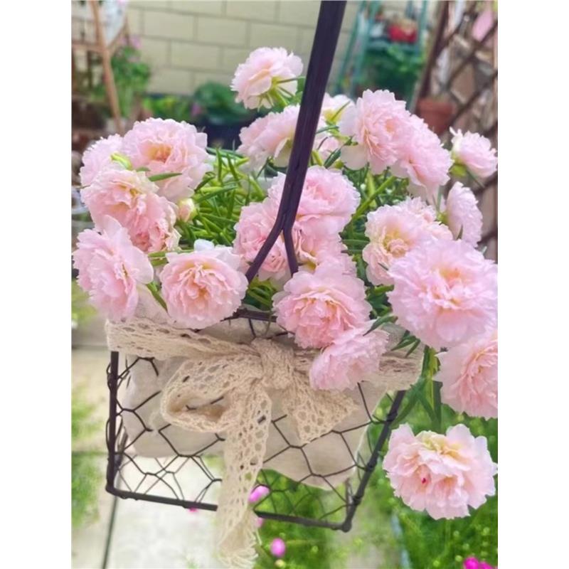 野花组合种子波斯菊耐寒籽