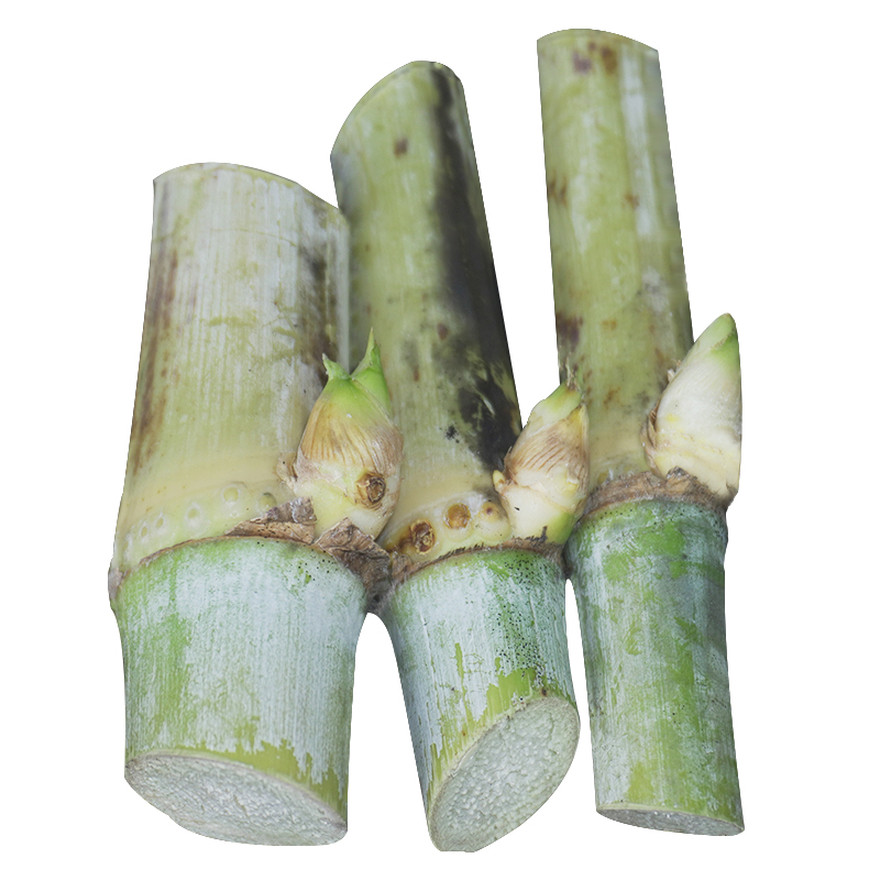 新型皇竹草甜象3号种子四季