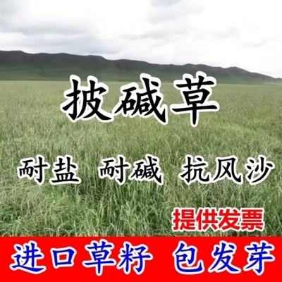 披碱草籽护坡固土抗风沙耐