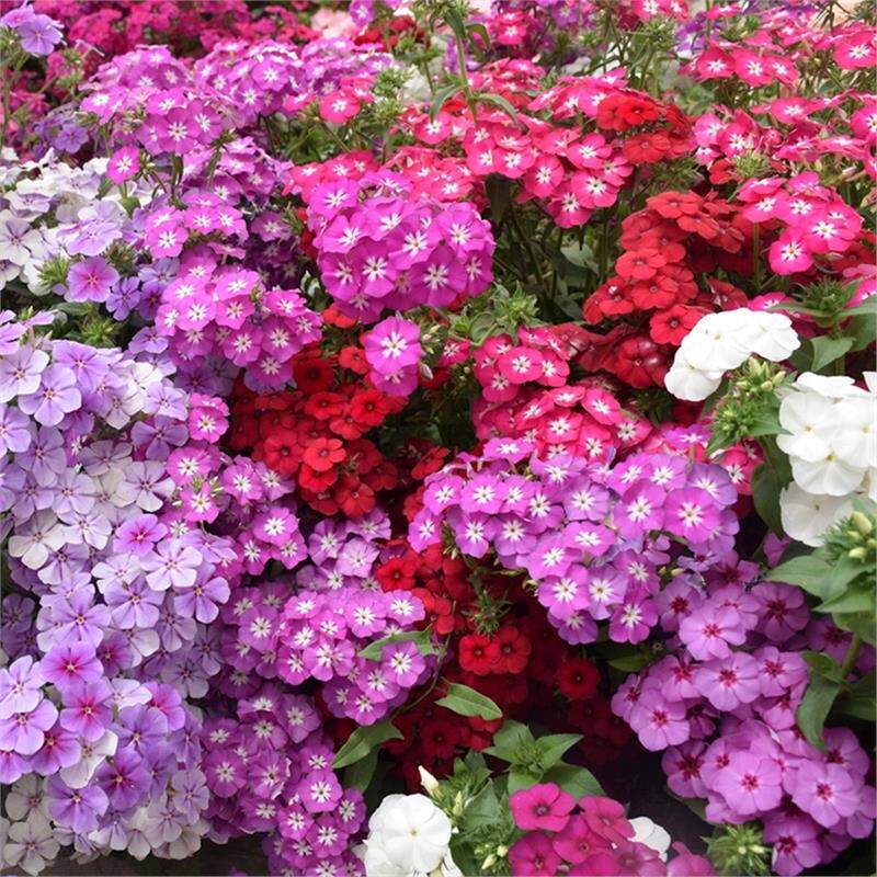 丛生福禄考种子芝樱种子四季易播庭院室内绿化花海景观花卉种子籽