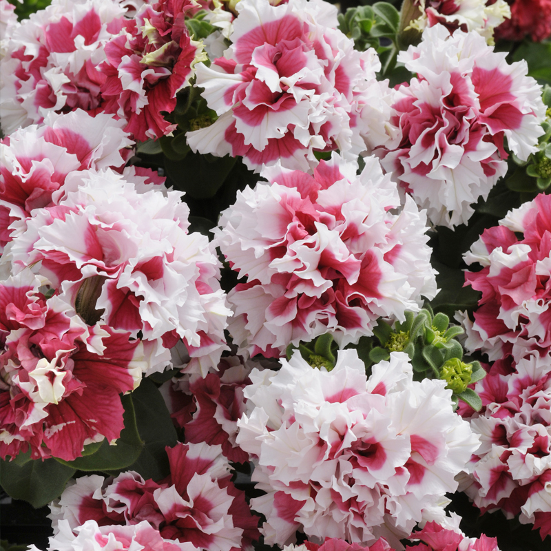 进口重瓣矮牵牛种子瀑布四季