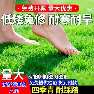 草坪草籽四季常青护坡固土狗牙根庭院矮生地毯草皮绿化黑麦草种子