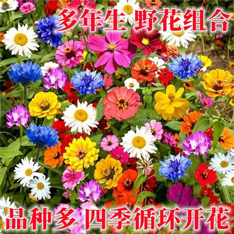 野花组合种子四季开籽波斯