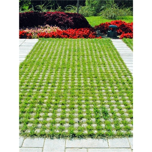 停车坪停车位草坪草籽四季常青耐踩踏耐压免修剪植草砖种孑
