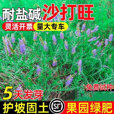进口牧草沙打旺种子绿肥草护坡固