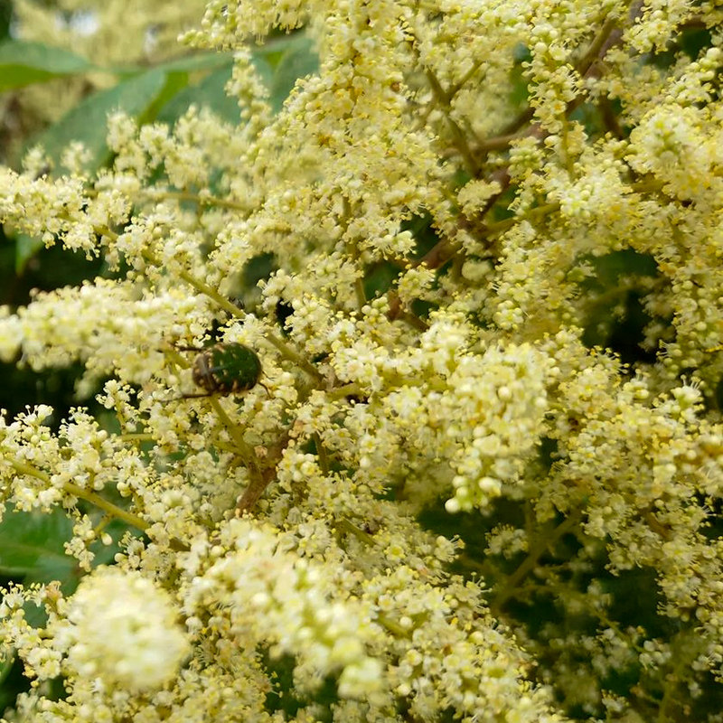 盐肤木种籽五倍子种子五倍柴招蜜蜂树花黄瓤树欺树蜜源植物4