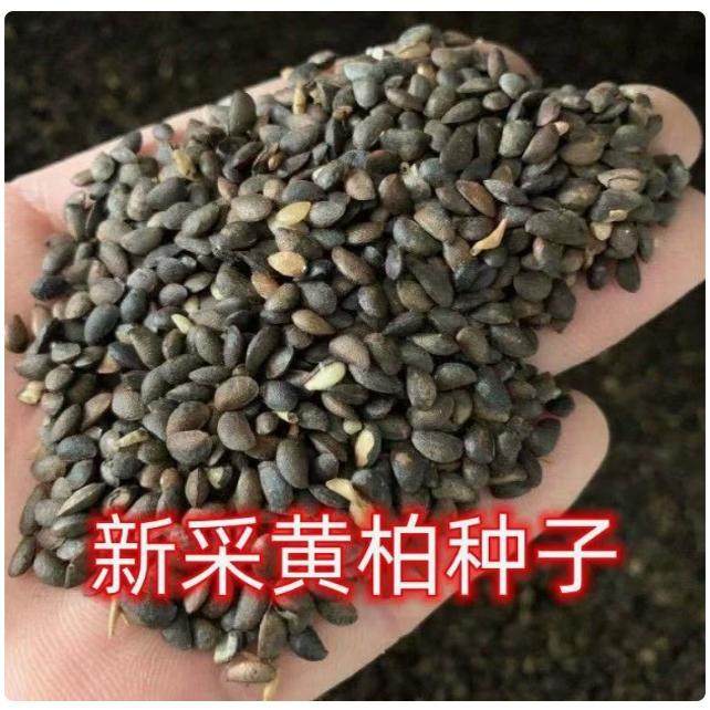 【当年新种】正宗药材厚黄柏种子川黄柏剥皮黄柏黄柏苗黄柏树川柏