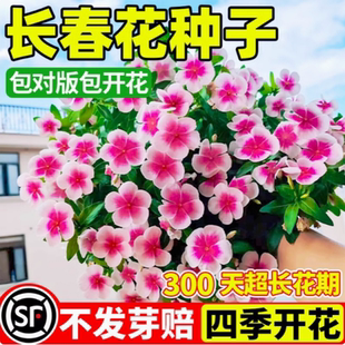 长春花种子日日春花四季室内庭院室内外易种活阳台盆栽花卉种籽子