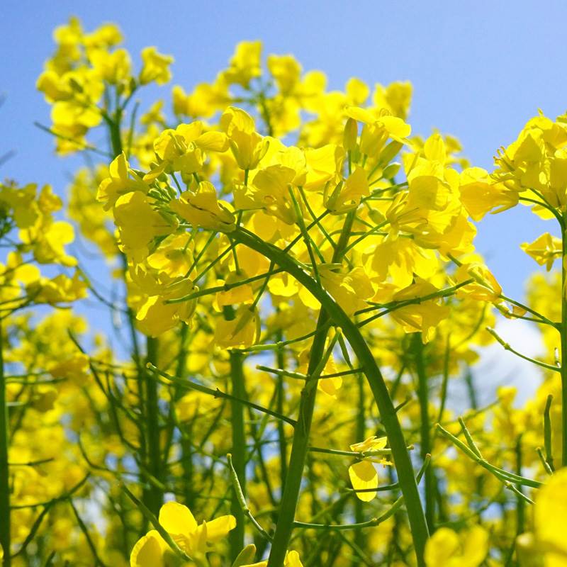 杂交高产油菜种子大全花籽矮